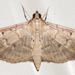 Southern Beet Webworm Moth - Photo (c) Eric Williams, all rights reserved, uploaded by Eric Williams