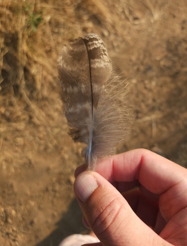 View observation of {o.common_name} on iNaturalist