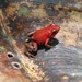 Andean Poison Frog - Photo (c) sapito, all rights reserved, uploaded by sapito