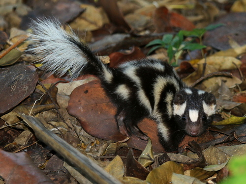 Alleghanian Spotted Skunk