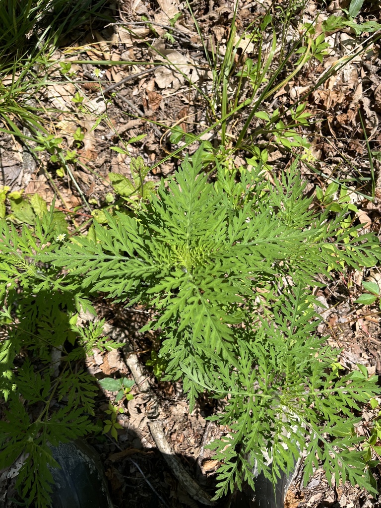 common ragweed from Bountiful Pl, Plainfield, IN, US on July 10, 2025 ...
