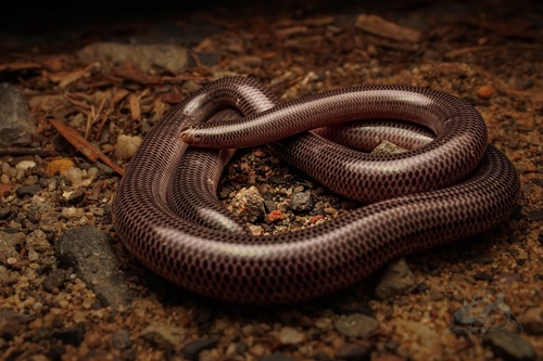 Blackish Blind Snake sighting