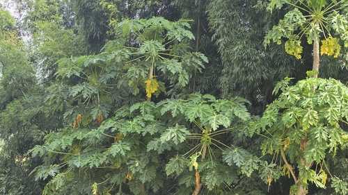 Papaya