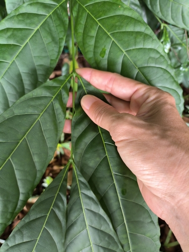 Swietenia macrophylla - Leaves