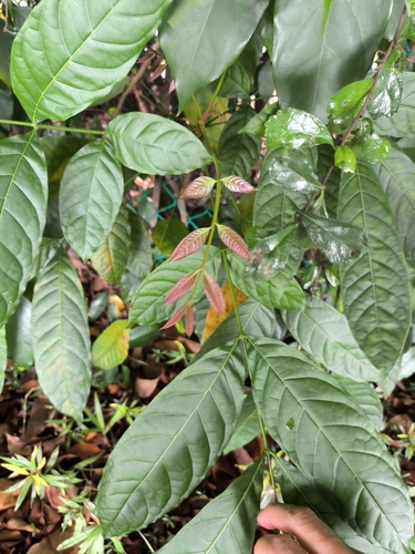 Swietenia macrophylla - Whole tree