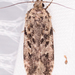 Boxelder Leafworm Moth - Photo (c) Mark Etheridge, all rights reserved