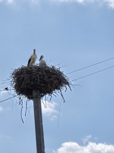 European White Stork