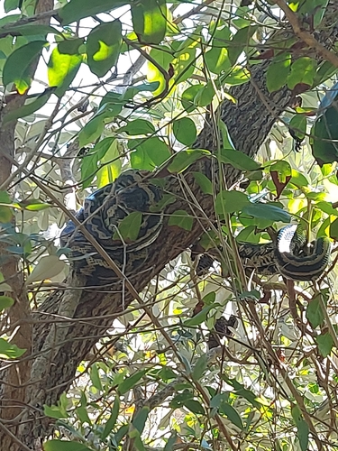 Coastal Carpet Python sighting