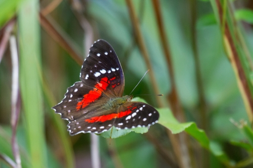 Red Peacock