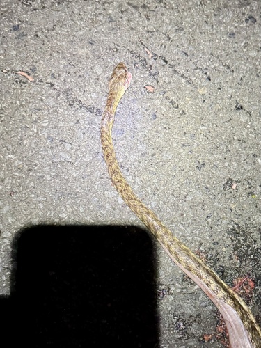 Brown Tree Snake sighting
