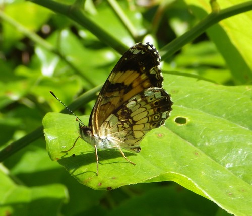 Silvery Checkerspot