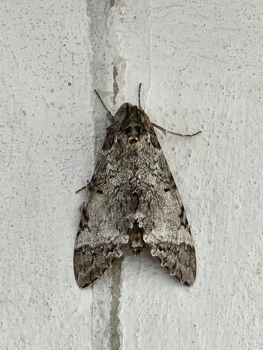 Tetrio Sphinx