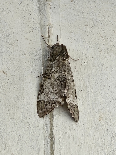 Tetrio Sphinx