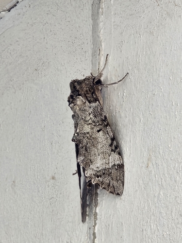 Tetrio Sphinx