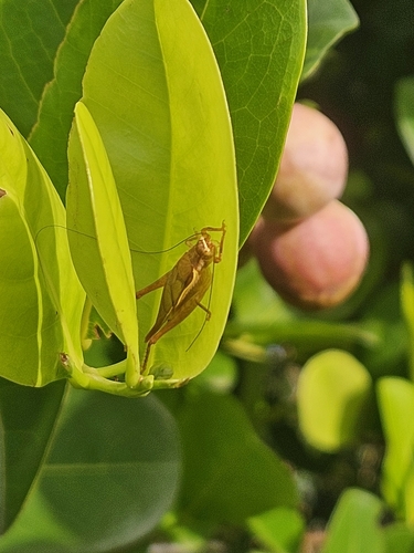 Hapithidi