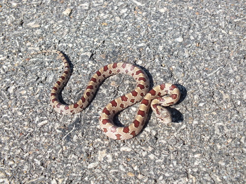 Prairie Kingsnake observed by tonyg on September 11, 2011 · iNaturalist.org