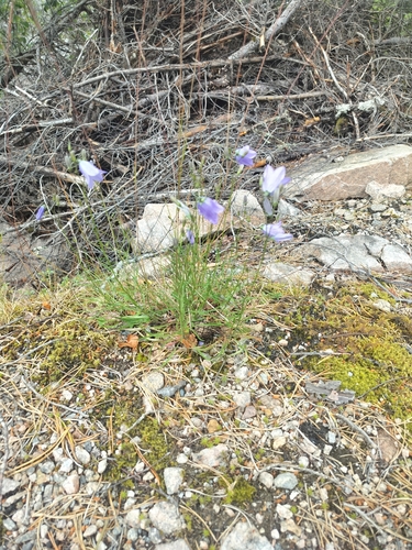 Common Harebell