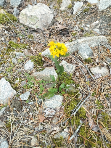 European goldenrod
