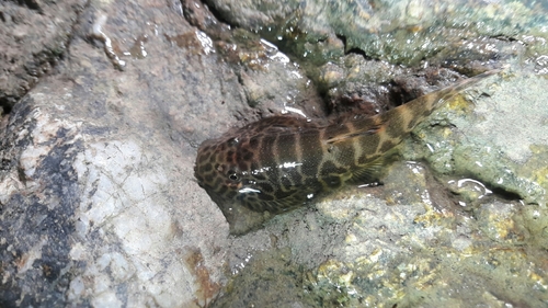 Gastromyzon ocellatus · BioDiversity4All