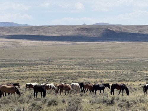 Domestic Horse