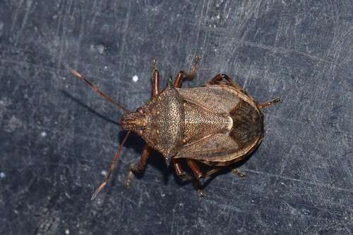 Spiny Shield Bug