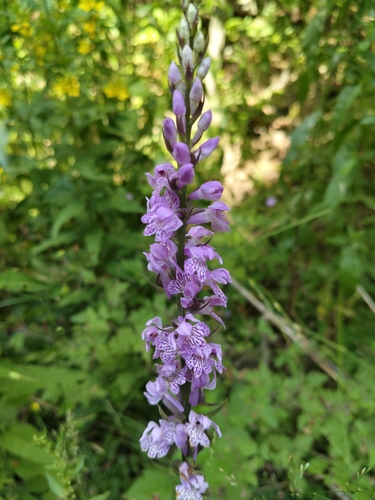 Wedge-lipped Orchid