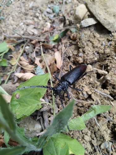 Great capricorn beetle