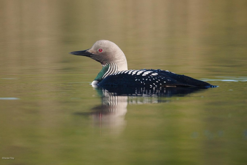 Pacific Loon