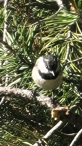 iNaturalist observation photo of Mountain Chickadee