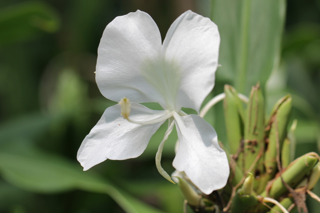 Jazmín (Hedychium coronarium) · iNaturalist Ecuador