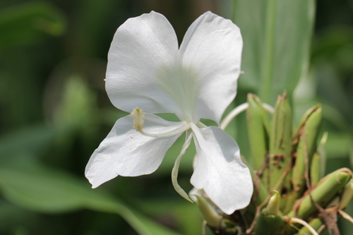 Butterfly ginger lily