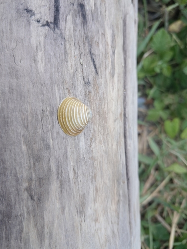 Corbicula fluminea