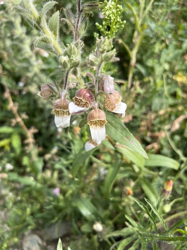 Woolly Foxglove