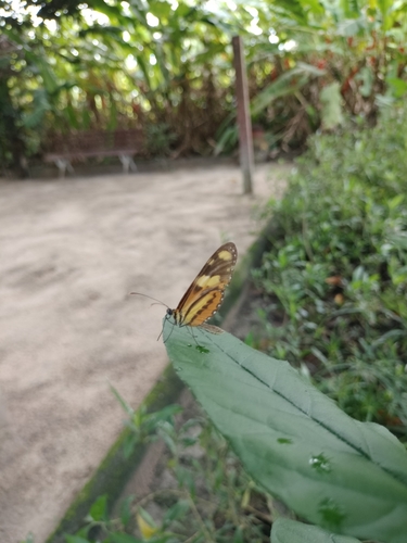 Lysimnia Tigerwing