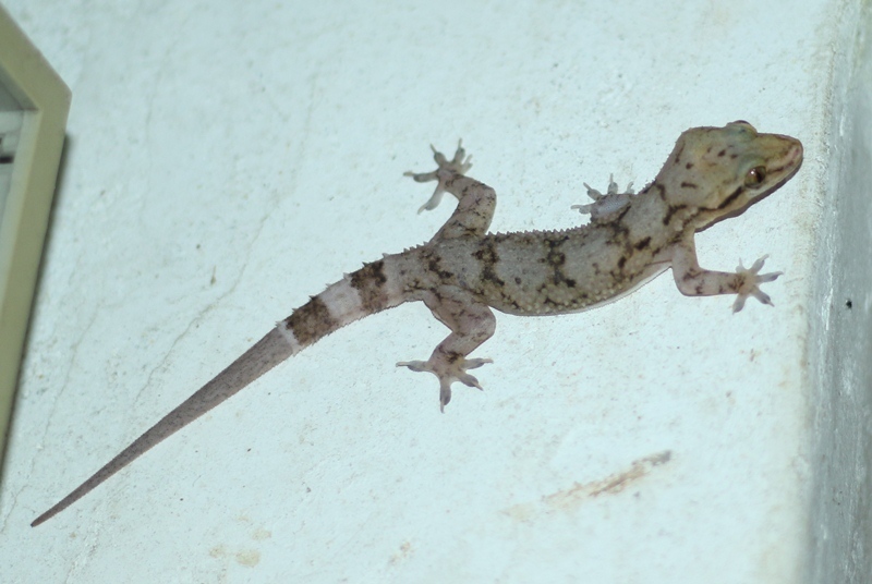 Kandian Half-toed Gecko (Hemidactylus depressus)