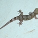 Hemidactylus depressus - Photo 由 Nuwan Chathuranga 所上傳的 (c) Nuwan Chathuranga，保留所有權利