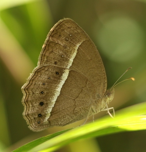 Mycalesis subdita (Moore)