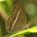 Mycalesis subdita - Photo 由 Nuwan Chathuranga 所上傳的 (c) Nuwan Chathuranga，保留所有權利