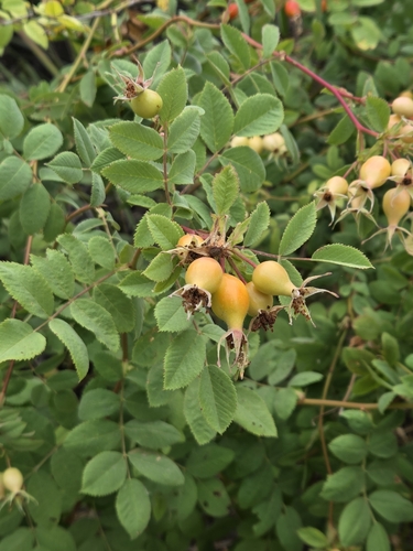 iNaturalist observation photo of California Wild Rose