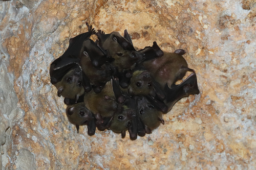 Beaufort's Naked-backed Fruit Bat (Dobsonia beauforti) — Least Concern Mammalia