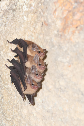 Dark Sheath-tailed Bat