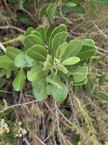 iNaturalist observation photo of Toyon