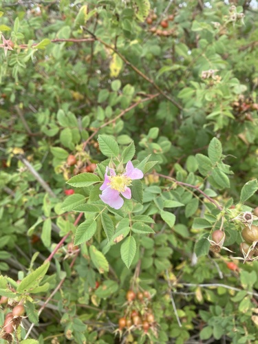 iNaturalist observation photo of California Wild Rose
