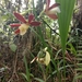 Phaius philippinensis - Photo (c) Monarch, all rights reserved, uploaded by Monarch