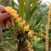 Dendrochilum cobbianum - Photo (c) Monarch, all rights reserved, uploaded by Monarch