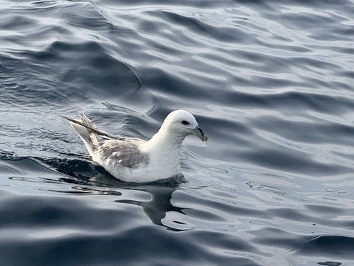 Northern Fulmar