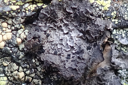 Greater Salted Rocktripe Lichen