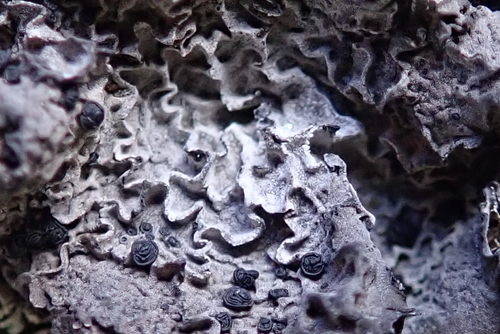 Greater Salted Rocktripe Lichen