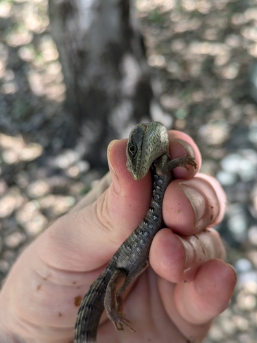 iNaturalist observation photo of Southern Alligator Lizard