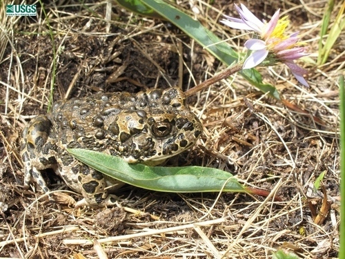 iNaturalist observation photo of Yosemite Toad